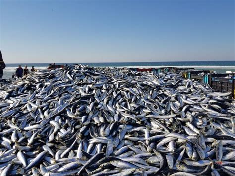where are the sardines today|KZN Sardine Watch .